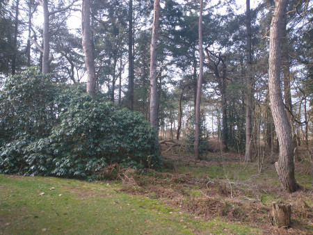 direct buiten het huisje sta je in het bos