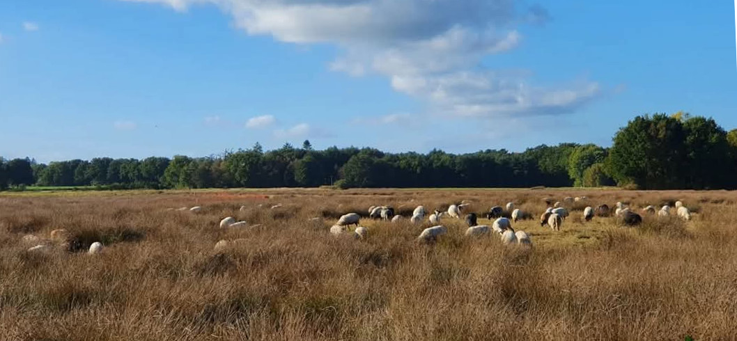 Natuur met heide en schapen op het vroome veld