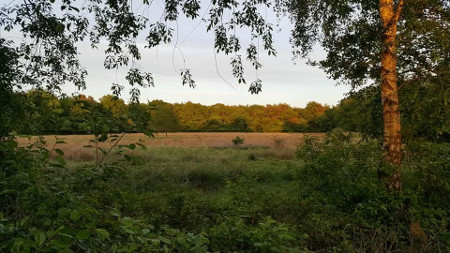 open plek in het bos waar vaak reeën te zien zijn