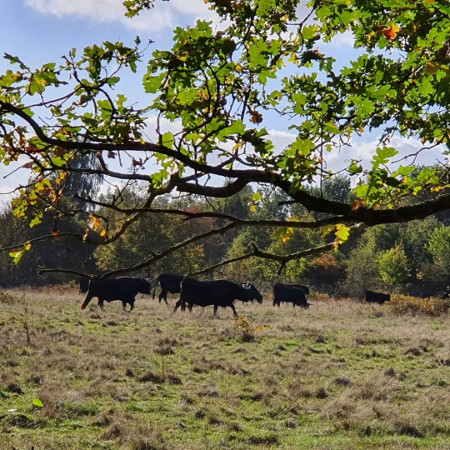 runderen direct naast ons bos