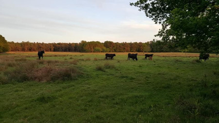 runderen om de hoek